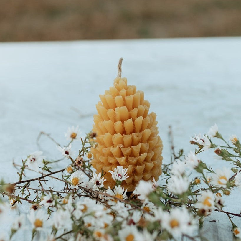 Cone of the Pine